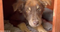 Puppy Found Alone on Side of Road in Ukraine Finds Forever Home