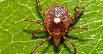 zoomed in on lone star tick on green leaf