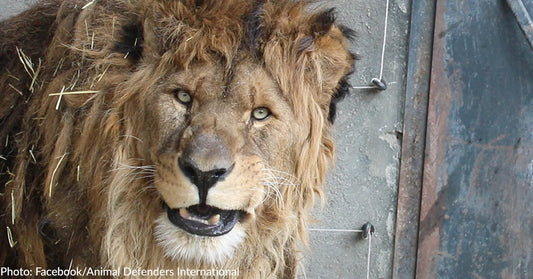 Old Warrior Lion Heads To Sanctuary After Spending 6 Years Alone At Closed Armenian Zoo