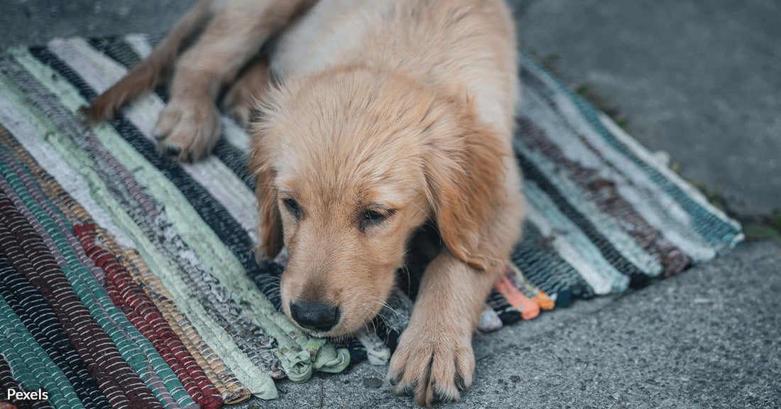 FDA Considers Approval of Groundbreaking Canine Anti-Aging Treatments