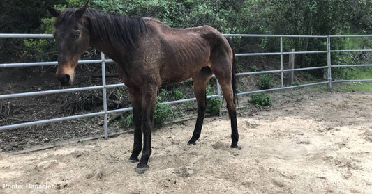 Skinny Horse Frantically Running Through Streets Of Los Angeles During Rainstorm Finds Forever Home