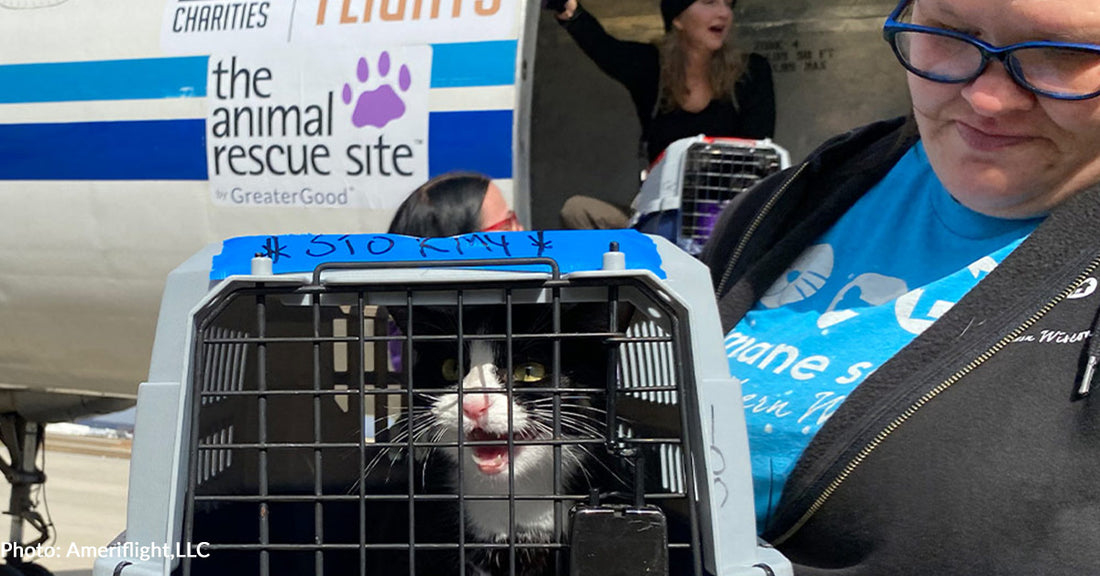 Love At First Flight Touches Down In Wisconsin With Over 70 Shelter Pets Ready To Find Loving Homes