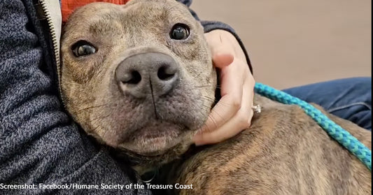 Shelter Life Is Too Stressful For 'Love' Who Needs A Forever Home ASAP