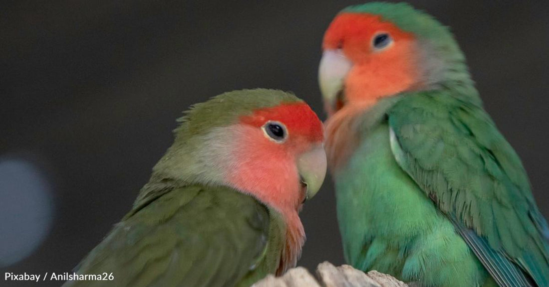 What to Do If Your Lovebirds Are Breaking Their Eggs