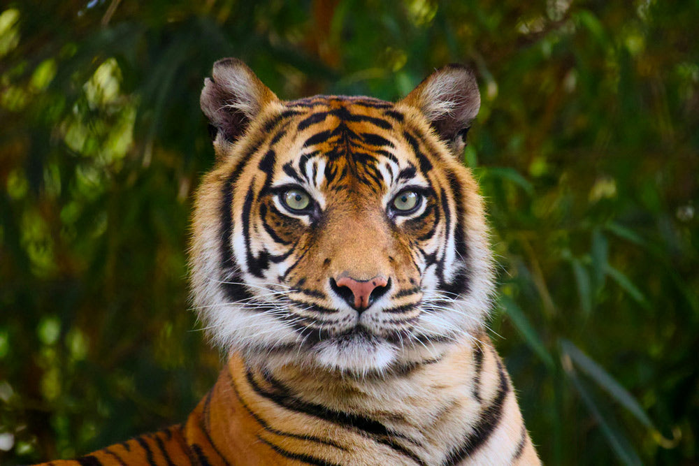 Louisiana State University Sparks Outrage with Live Tiger Display at Football Game