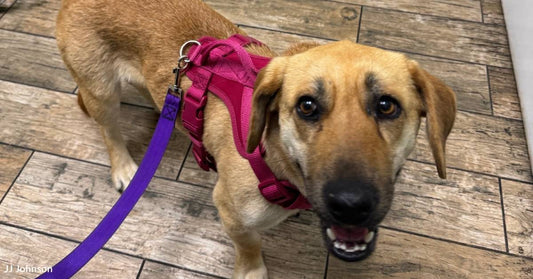 'She Didn't Know About Snuggles': Scared Pup Gains Safety, Confidence