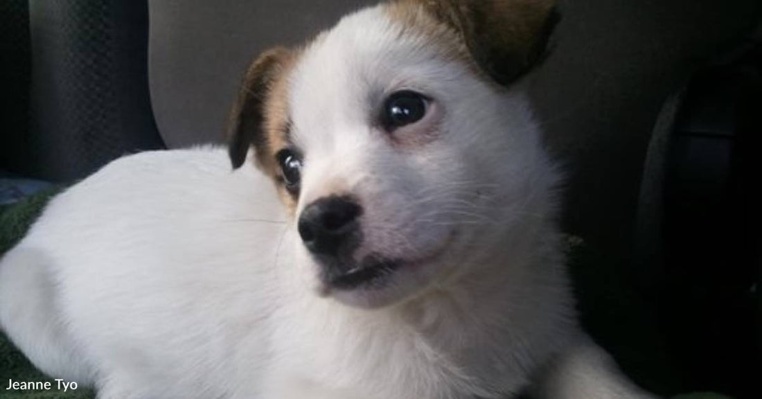 'Special Gift': Tiny, Cold Puppy Wanders Into Couple's Yard on Christmas Morning