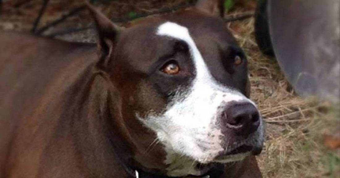 'Most Gentle Soul' Who Could Barely Stand Challenges New Human's Notions About Pit Bulls