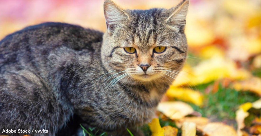 Woman Helps Save Cat After Suspected Hawk Attack