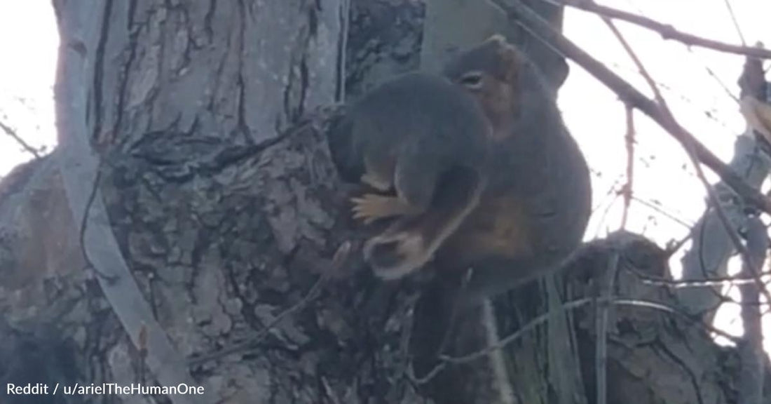 Watch Lulu the Squirrel Shoving Her Baby Squirrel into Their New Home