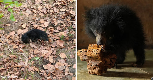 Before-and-after comparison of a sloth bear cub lying on leaves versus standing healthier indoors with enrichment blocks.