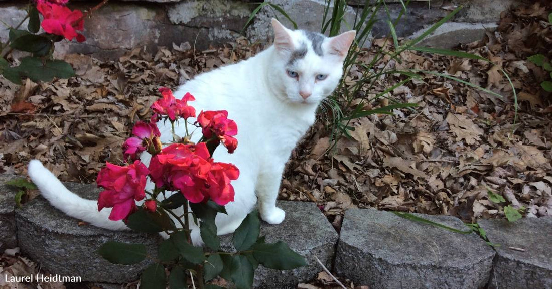 Husband Who Doesn't Want Cats Relents When a Sad, Abandoned Tom Shows Up in The Neighborhood