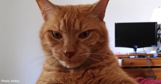 Couple Honors Memory of Beloved Pet By Fostering a Special Needs Cat