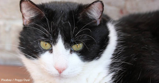 Family Cat Found Badly Injured and Near Death Makes Miraculous Recovery