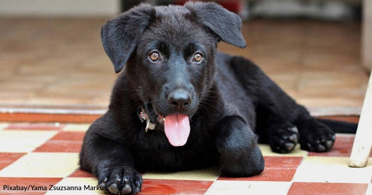 Roommates Rescue a Puppy That Had Been Crated without Food and Water in a Shed