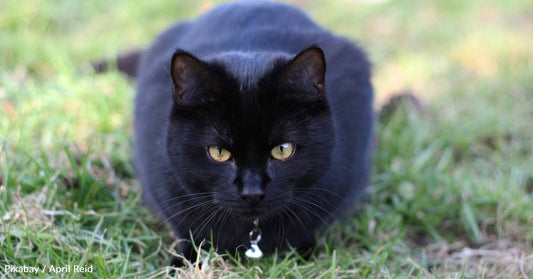 Scared, Sneezy, Senior Shelter Cat Finally Catches a Break with a New Home