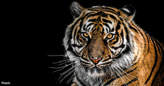 Savage Poachers Push Majestic Tigers to the Brink Using Hidden Fishing Boat Networks