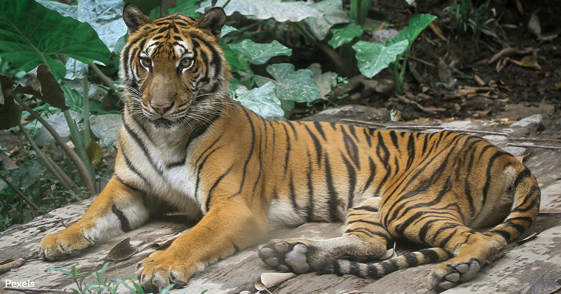 Malayan Tigers Plunge Toward Extinction as Ruthless Poachers Exploit Fishing Routes
