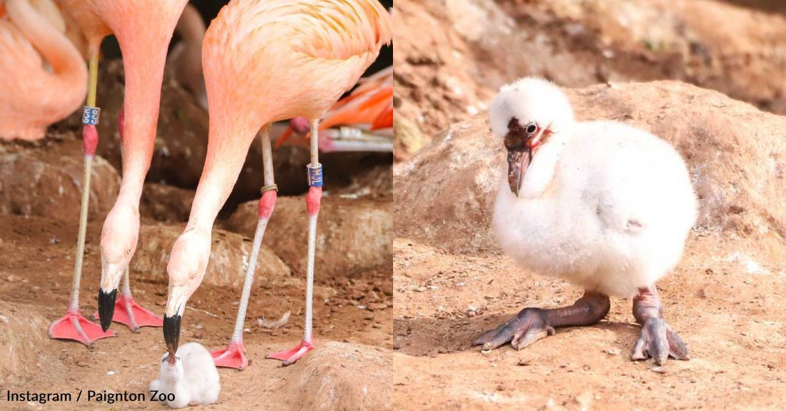 Two Male Flamingos Have Paired Up to Raise a Chick