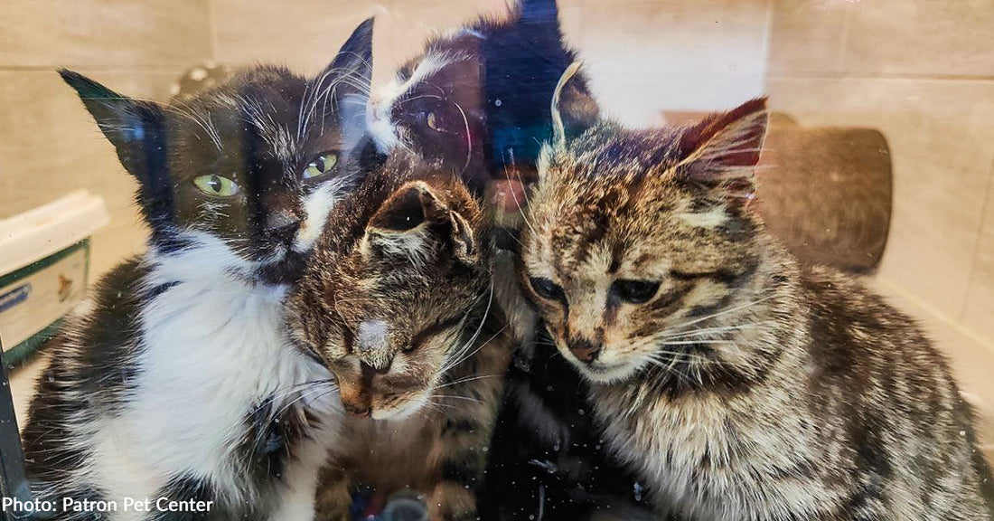 Malnourished Kittens Rescued From Frontlines Make Full Recovery At Patron Pet Center