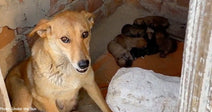 tan dog with newborn puppies on orange blanket