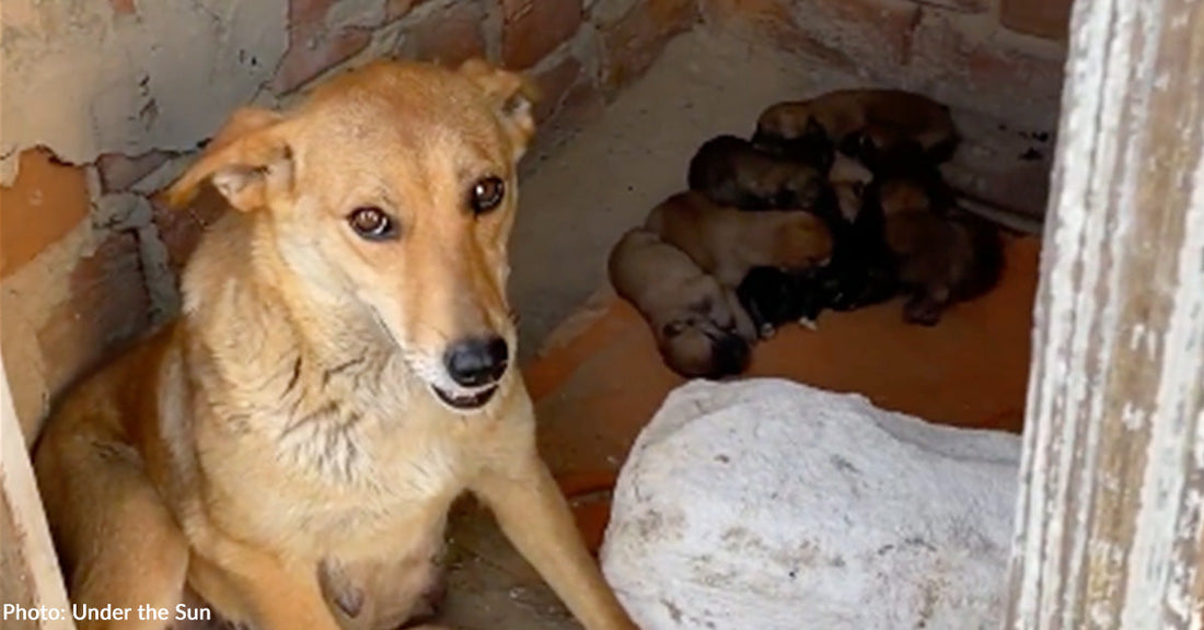tan dog with newborn puppies on orange blanket