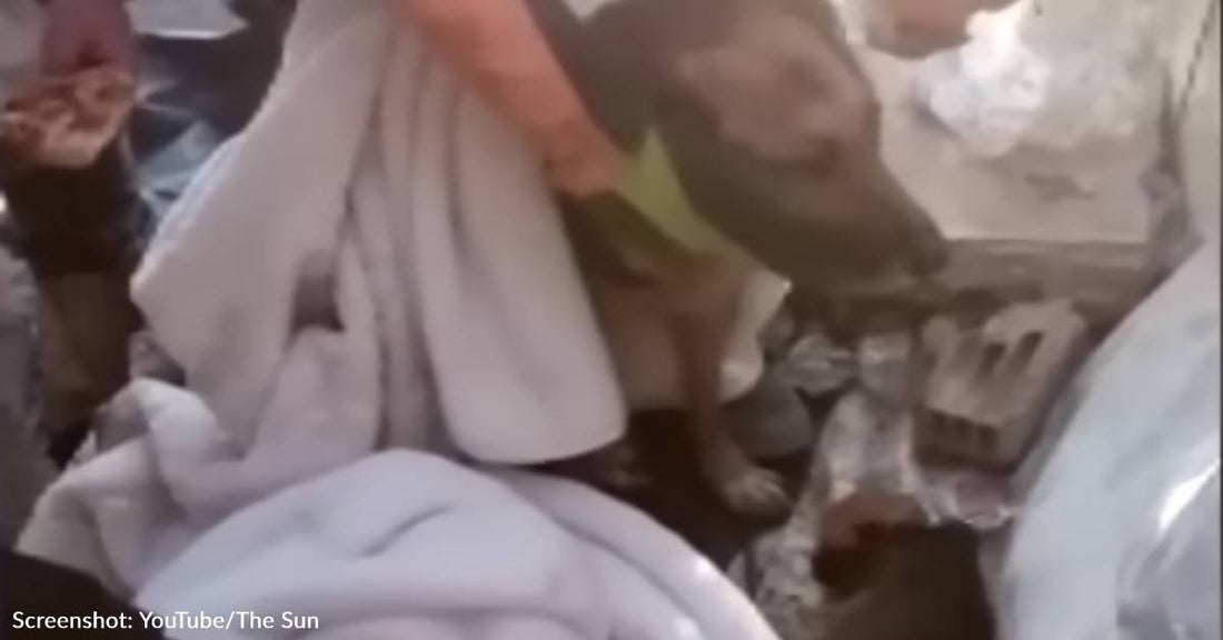 Mama Dog And Puppies Rescued From Collapsed Building Six Days After Devastating Earthquake In Turkey