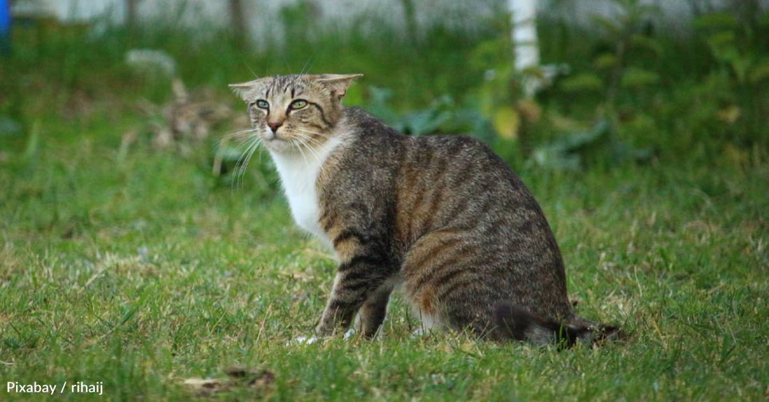 Woman Regularly Feeds Feral Cat, Who Shows Up One Day with Pregnant Friend