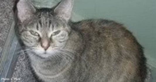'Feral and Frightened' Mama Cat Trusts Strangers to Help Her Babies