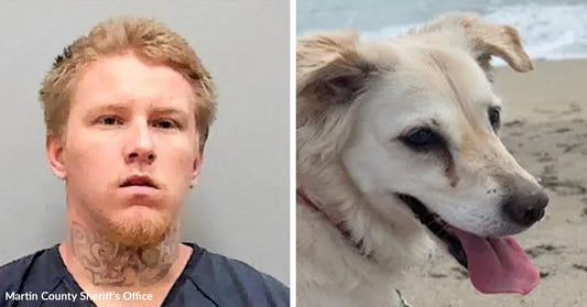 Split image showing a mugshot of a blond man beside a close-up of a white dog panting on a beach.