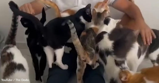 Man Rescues 70 Cats and Needs 3 Apartments to Care for Them