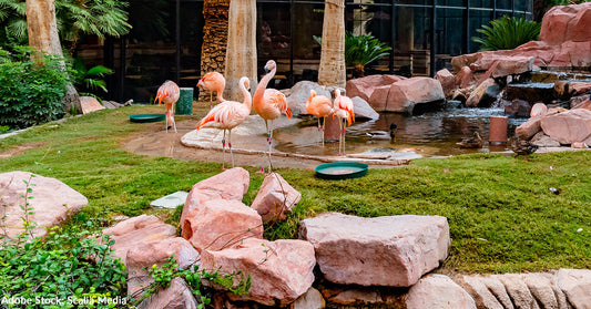 Las Vegas Flamingo Peachy Injured, Man Convicted of Animal Cruelty