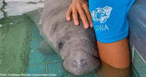 A person gently interacts with a manatee in a shallow pool.