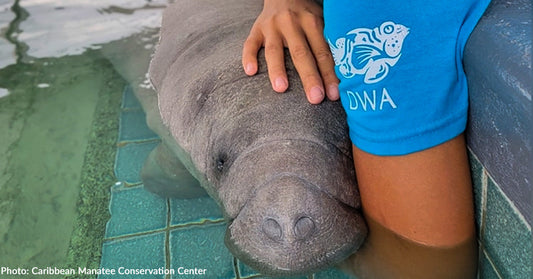A person gently interacts with a manatee in a shallow pool.