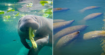 Split image: close-up of a manatee eating greens underwater on the left, and multiple manatees clustered near the surface on the right.