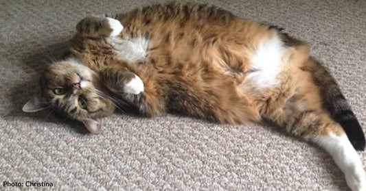 'Tripaw' Cat is So Bubbly, You'd Never Know She Was Missing a Leg