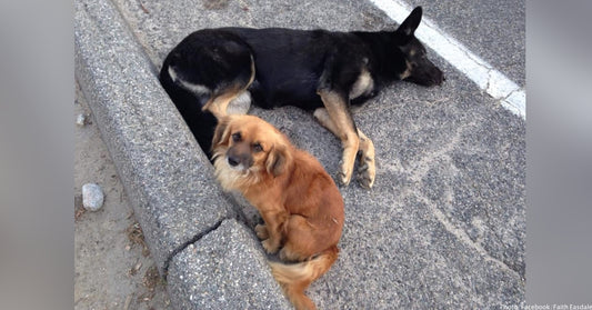 When Pregnant Dog Is Critically Injured Near Highway, Fellow Stray Refuses To Leave Her Side