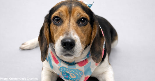 Luck of Pets at Overcrowded Shelters is About to Change with One-Way Tickets to Freedom