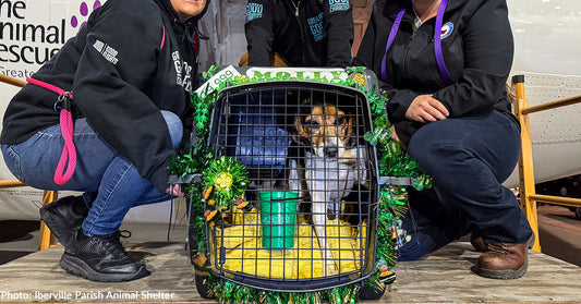 A dog named Molly sits in a decorated crate with volunteers nearby.