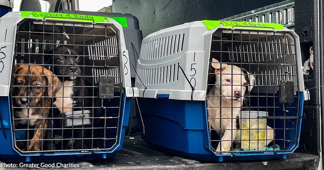 Over 40 Shelter Dogs & Cats Land in Wisconsin for Fresh Start