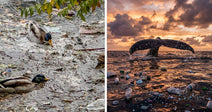 Split image showing polluted water with ducks on one side and plastic-filled ocean with whale tail on the other.