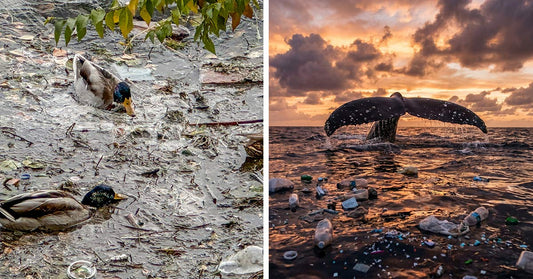 Split image showing polluted water with ducks on one side and plastic-filled ocean with whale tail on the other.