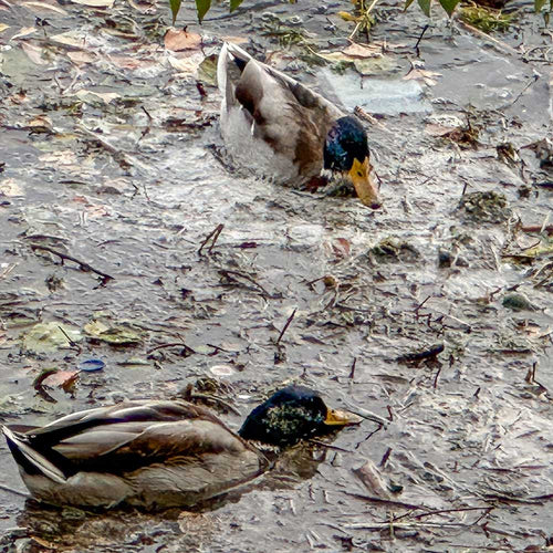 Two seabirds coated in dark oil floating in polluted water.