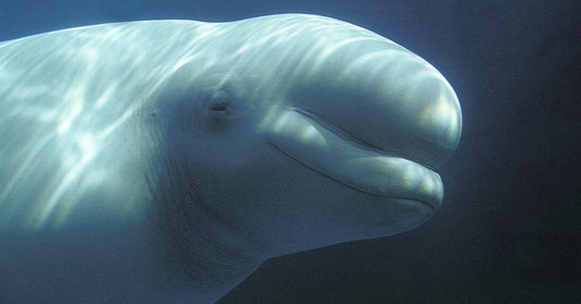 A beluga whale swims underwater, sunlight casting rippled reflections across its white body.