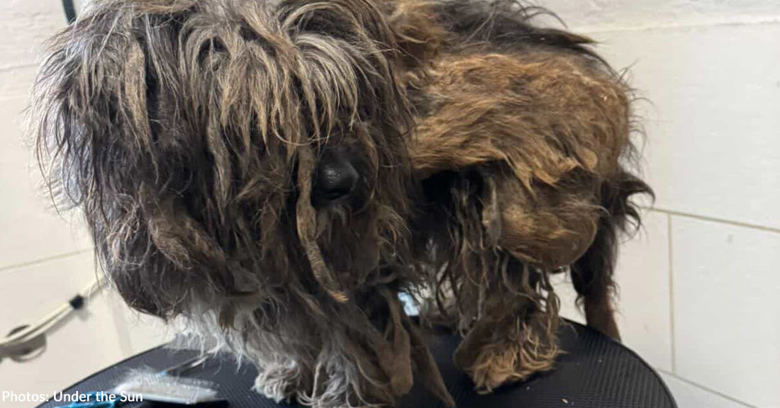 Neglected, Matted Dog Unrecognizable After Grooming