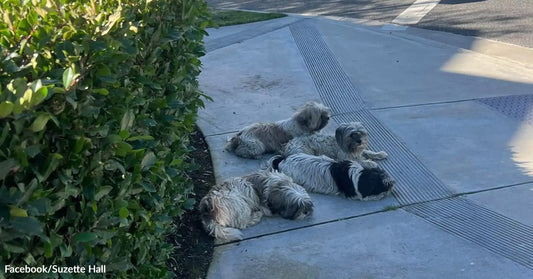 Fout small white and gray matted dogs on a sidewalk.
