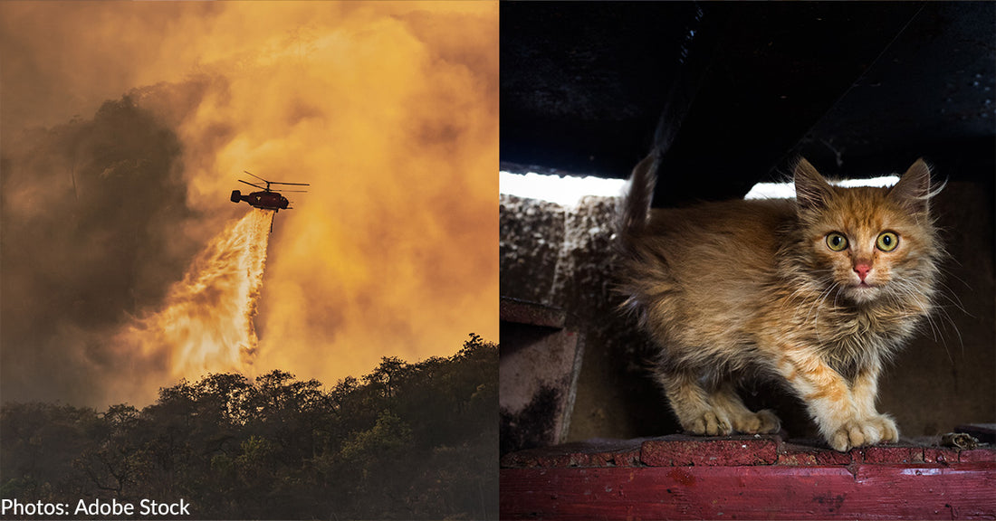 People & Pets In Maui Need Help As Raging Wildfires Drive Them From Their Homes, Even Forcing Some To Jump In The Ocean