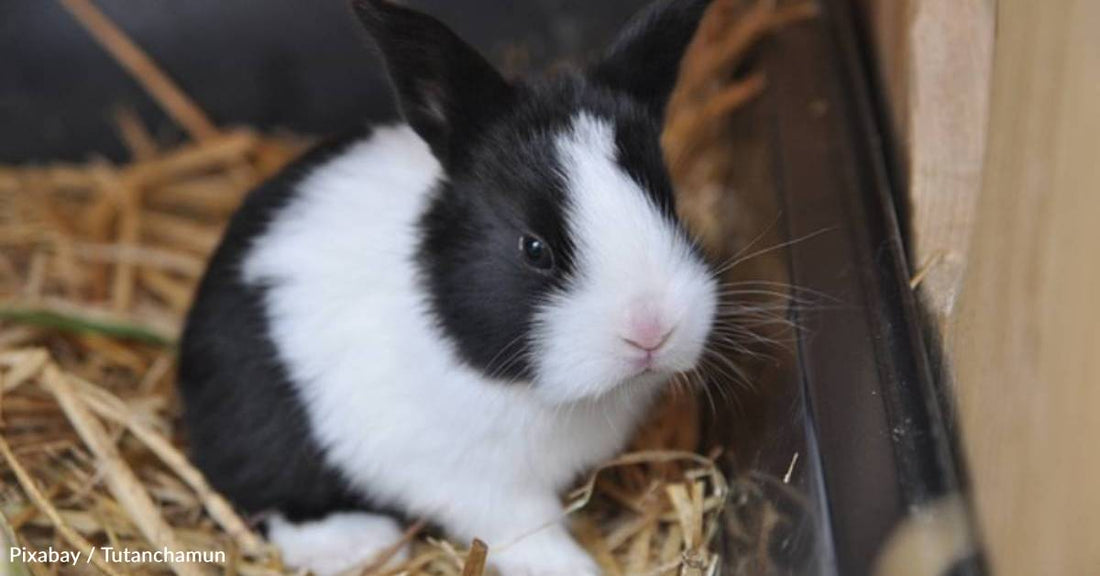 Abandoned Pet Rabbit Was Eating Grass Outside, But His Luck Soon Changed