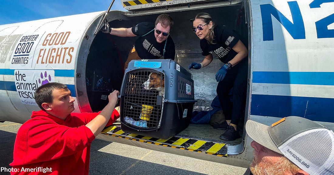 Dozens Of Dogs From Overcrowded Shelters Get Second Chance In New Jersey