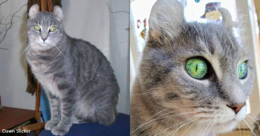 Cat Rescued From 'Questionable' Breeder Thrives Despite Health Issues